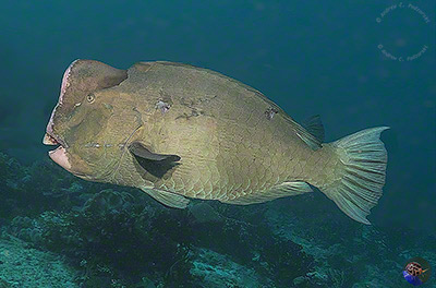 Bolbometopon muricatu