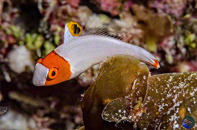 Cetoscarius ocellatus - young juvenile