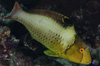 Cetoscarius ocellatus - sub-adult