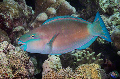 Chlorurus spilurus - male