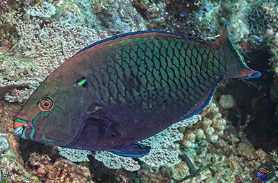 Scarus niger