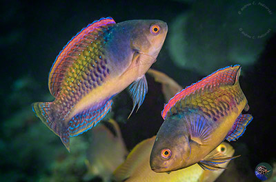 Cirrhilabrus cyanopleura