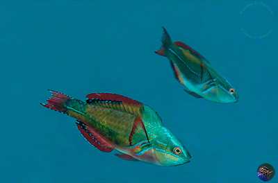 Cirrhilabris exquisitus - males displaying