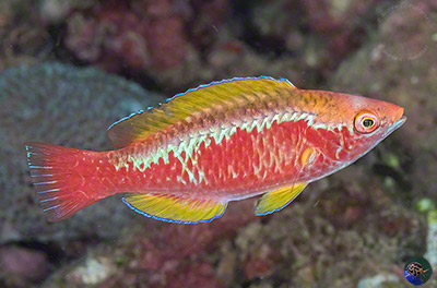 Cirrhilabrus lubbocki