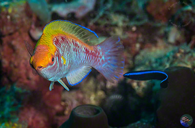 Cirrhilabrus lubbocki