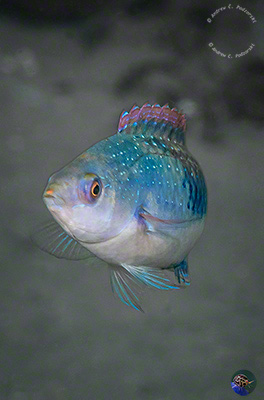 Cirrhilabrus cf. punctatus