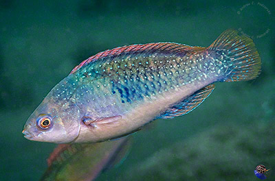 Cirrhilabrus cf. punctatus