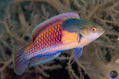 Cirrhilabrus ryukyuensis