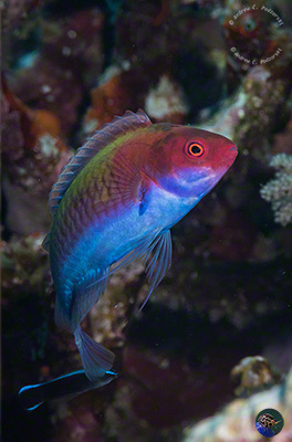 Cirrhilabris cf. solorensis - maie