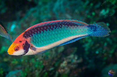 Cirrhilabris solorensis