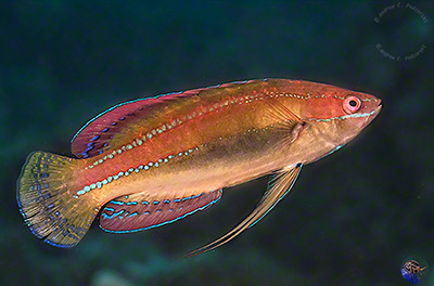 Cirrhilabrus temminckii - male