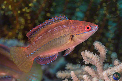  Cirrhilabrus temminckii - juvenile