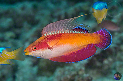 Cirrhilabris tonozukai