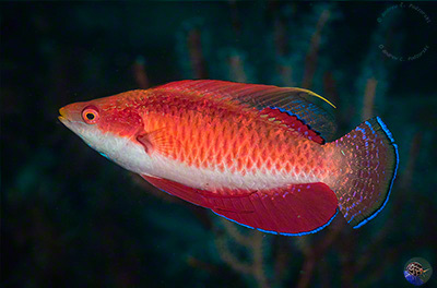 Cirrhilabris tonozukai