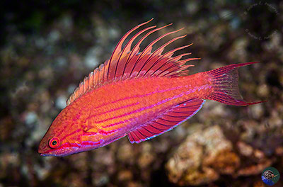 Parachielus filamentosus