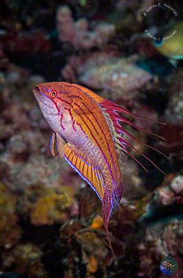 Paracheilinus cf. filamentosuspre-nuptual male