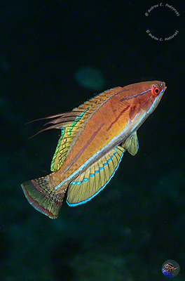 Paracheilinus flavianalis - nuptual male display