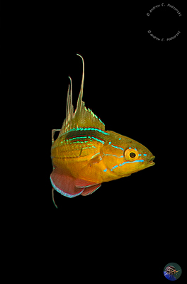 Paracheilinus nursalim