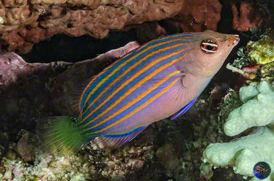Pseudocheilinus hexataenia