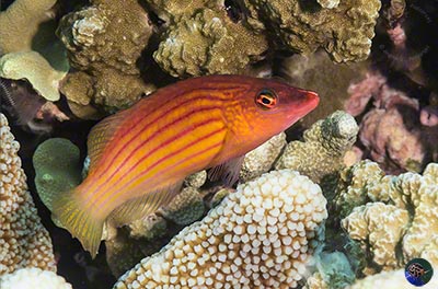 Pseudocheilinus octotaenia