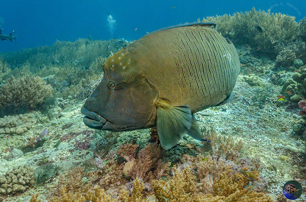 Cheilinus undulatus - mature