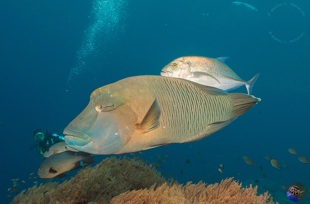 Cheilinus undulatus  - mature male