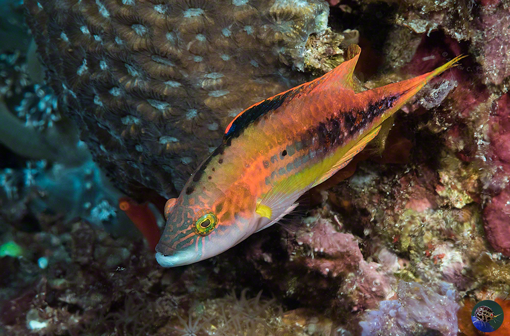 Oxycheilinus bimaculatus - large male