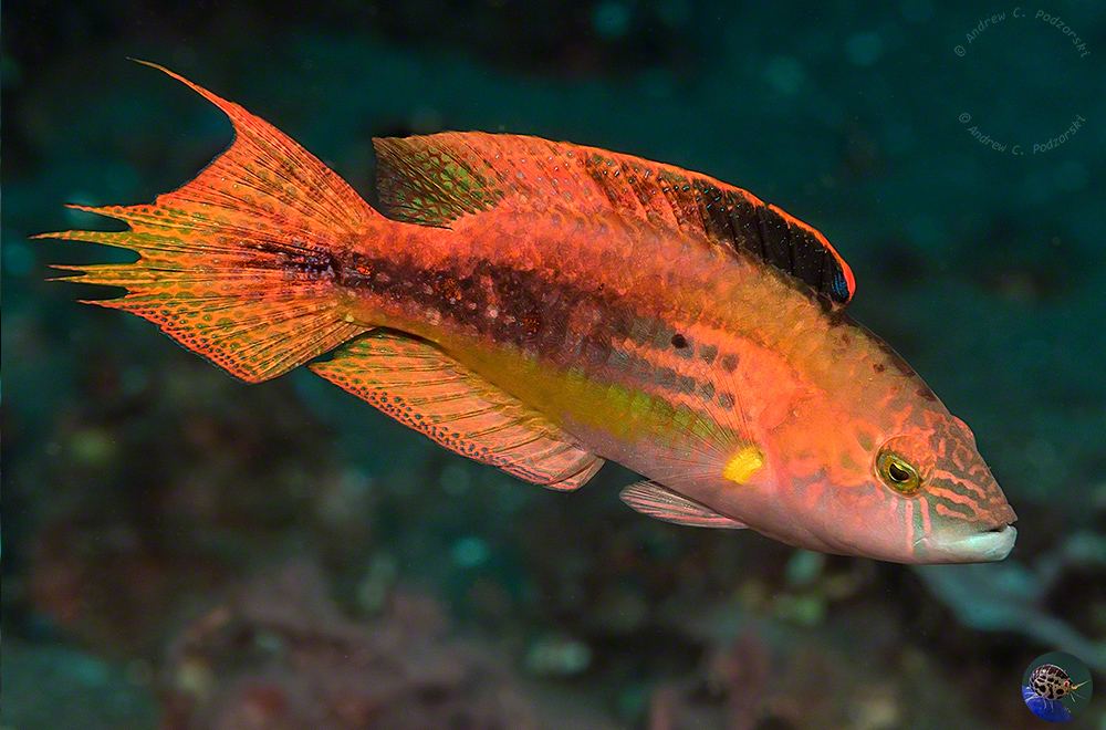 Oxycheilinus bimaculatus - nuptual display of large male