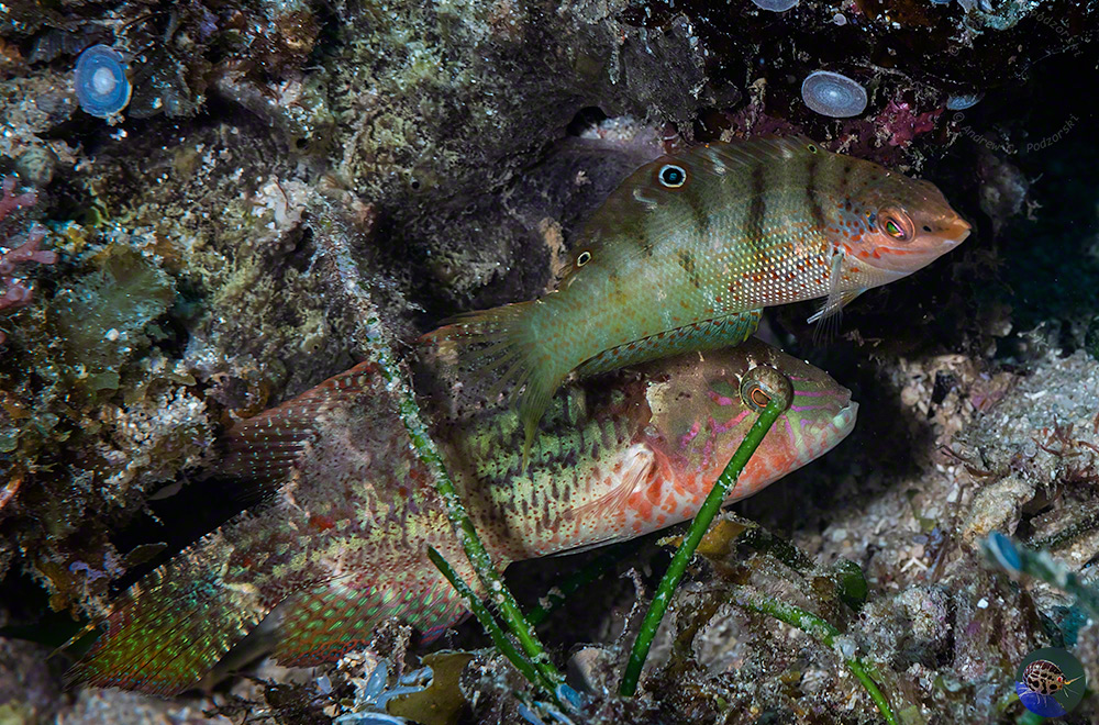 Oxycheilinus bimaculatus pair