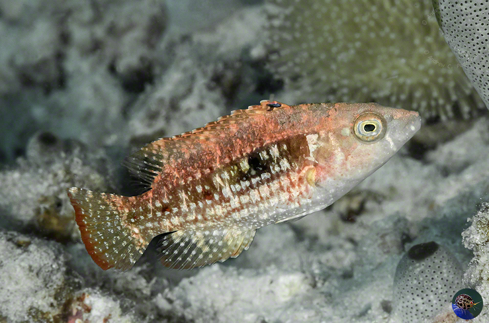 Oxycheilinus cf. bimaculatus juvenile