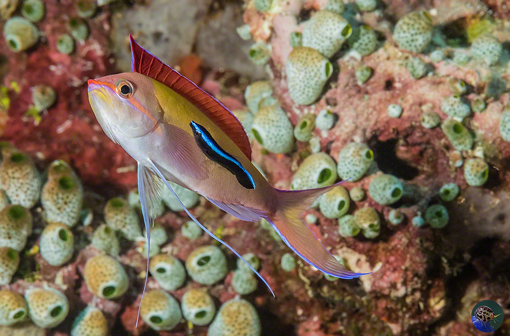 Labroides dimidiatus at work!