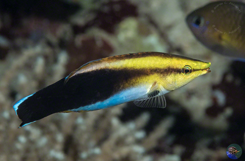 Labroides pectoralis