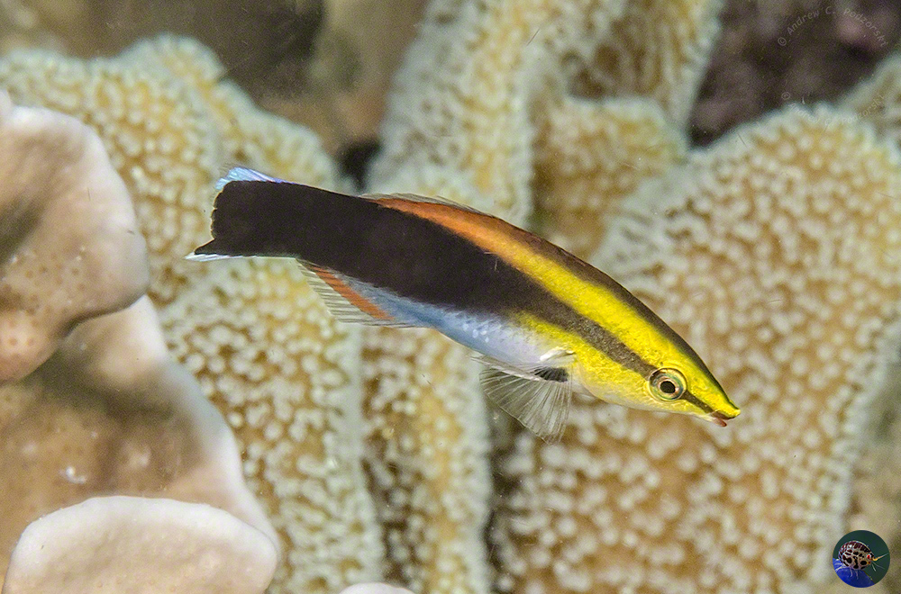 Labroides pectoralis