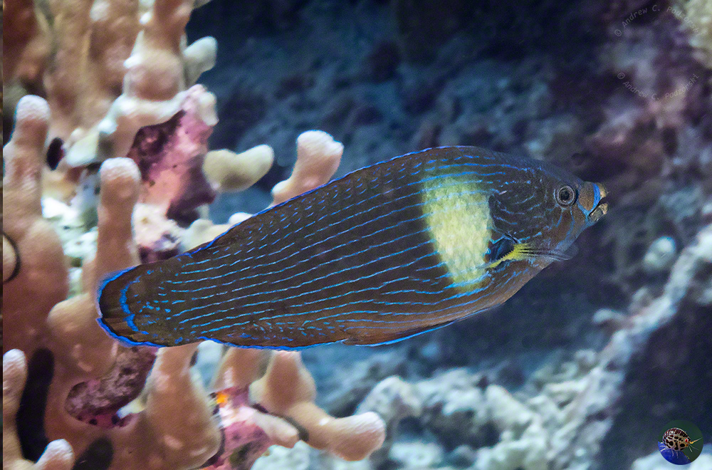 Labrichthys unilineatus - male