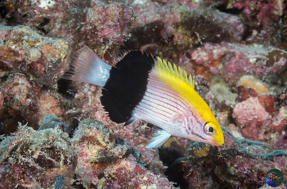 Bodianus bilunulatus juvenile