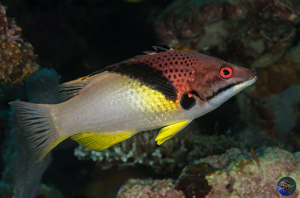 Bodianus mesothorax