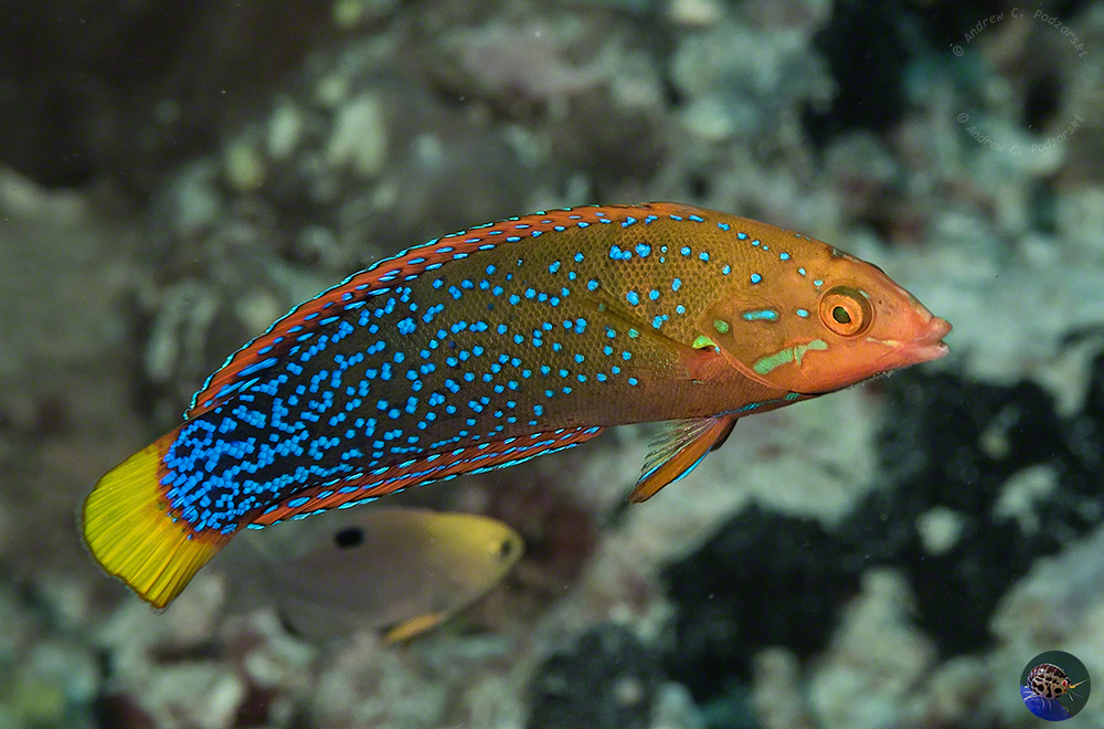 Coris gaimard - young male