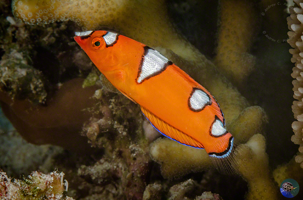 Coris gaimard juvenile