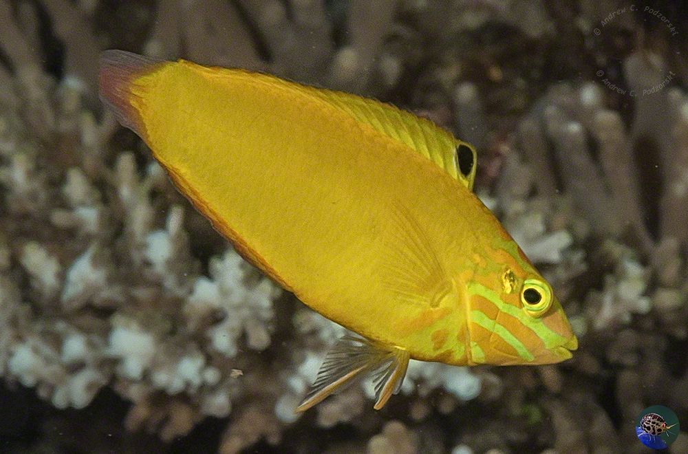 Halichoeres chrysus male