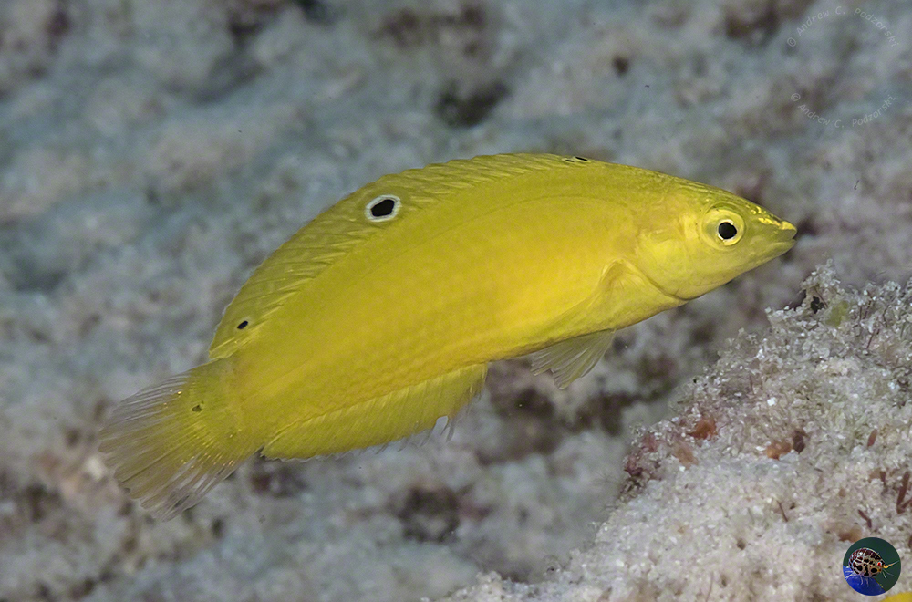 Halichoeres leucoxanthus