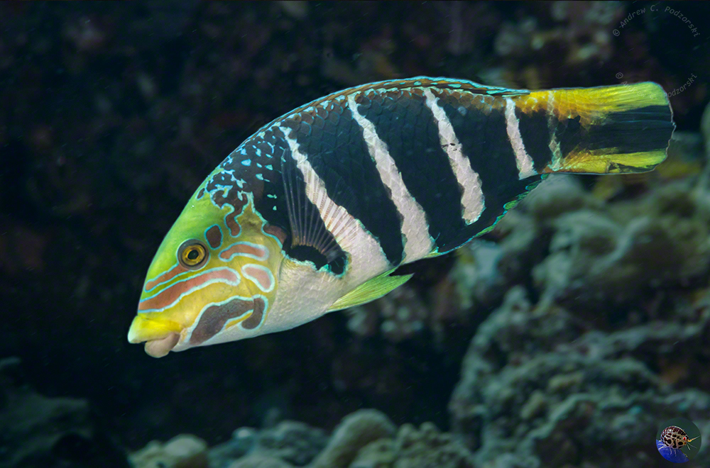 Hemigymnus fasciatus