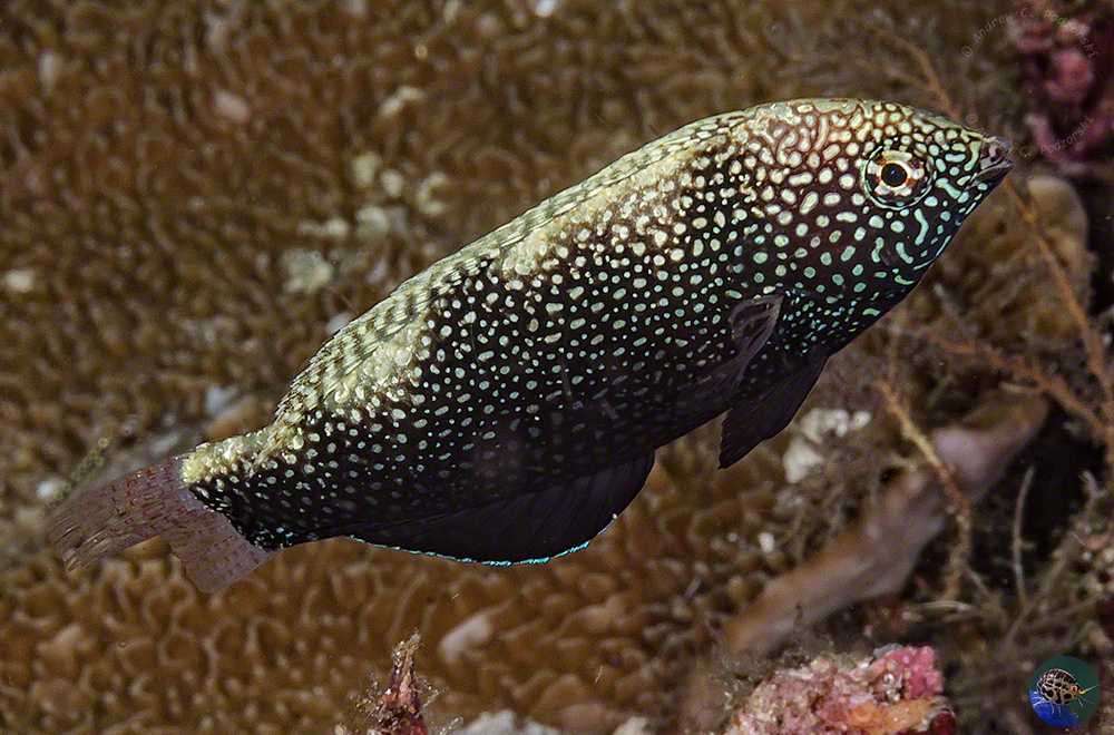 Macropharyngodon negrosensis