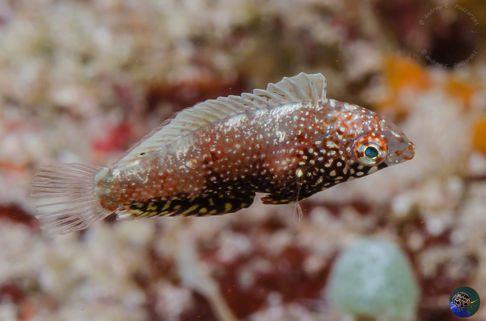 Macropharyngodon sp. juvenile