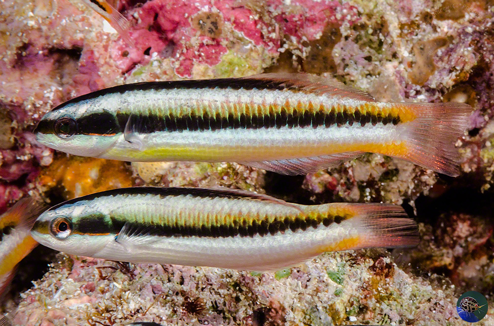 Thalassoma amblycephalus - females