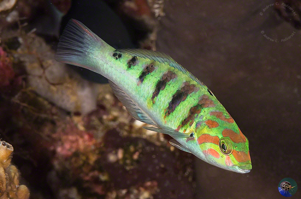 Thalassoma hardwicke