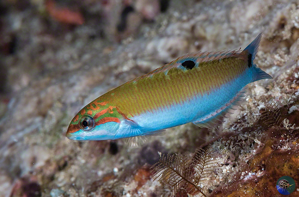 Thalassoma lunare juvenile