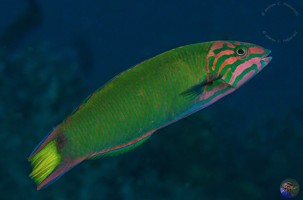 Thalassoma lunare - female