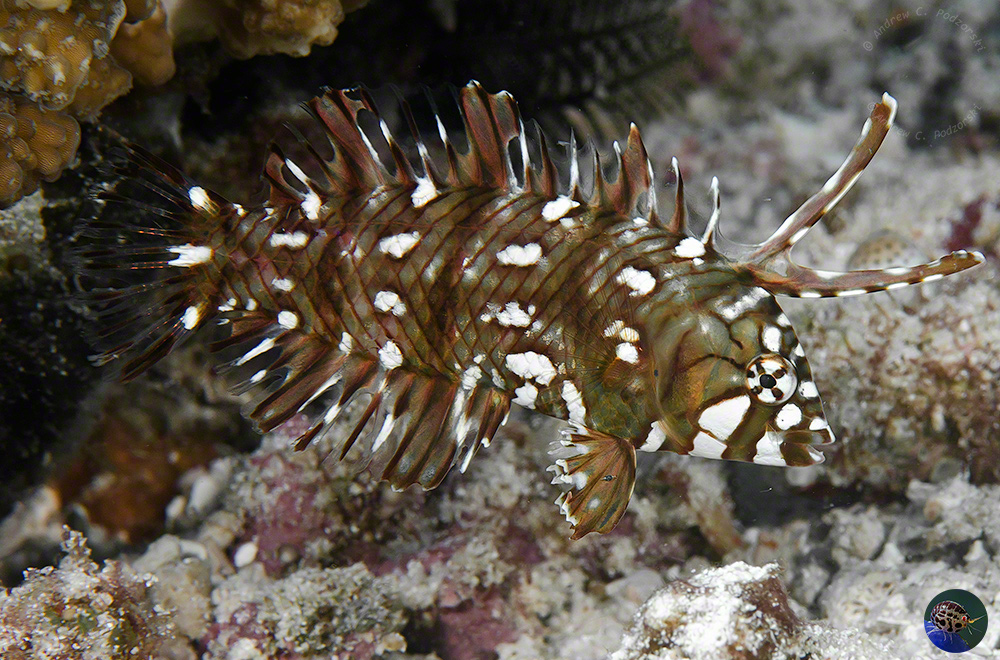 Novaculichthys taeniourus - juvenile
