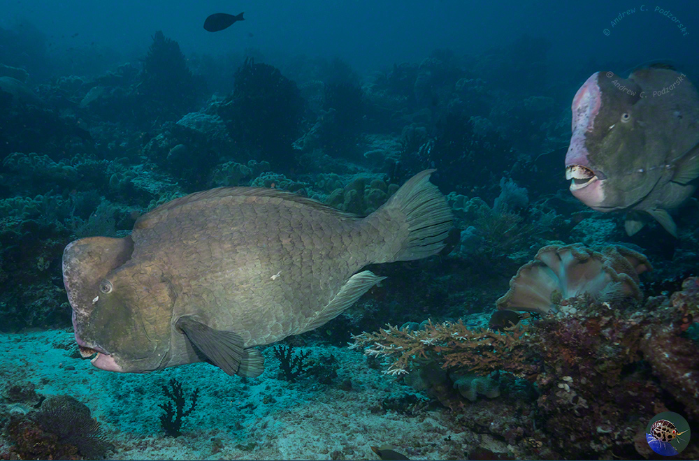 Bolbometopon muricatum