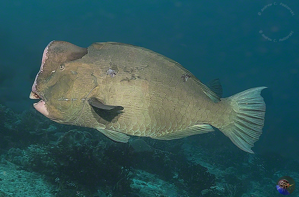 Bolbometopon muricatum